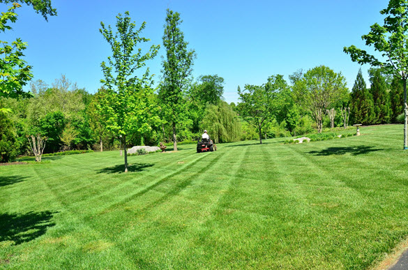 man lawn mowing grass